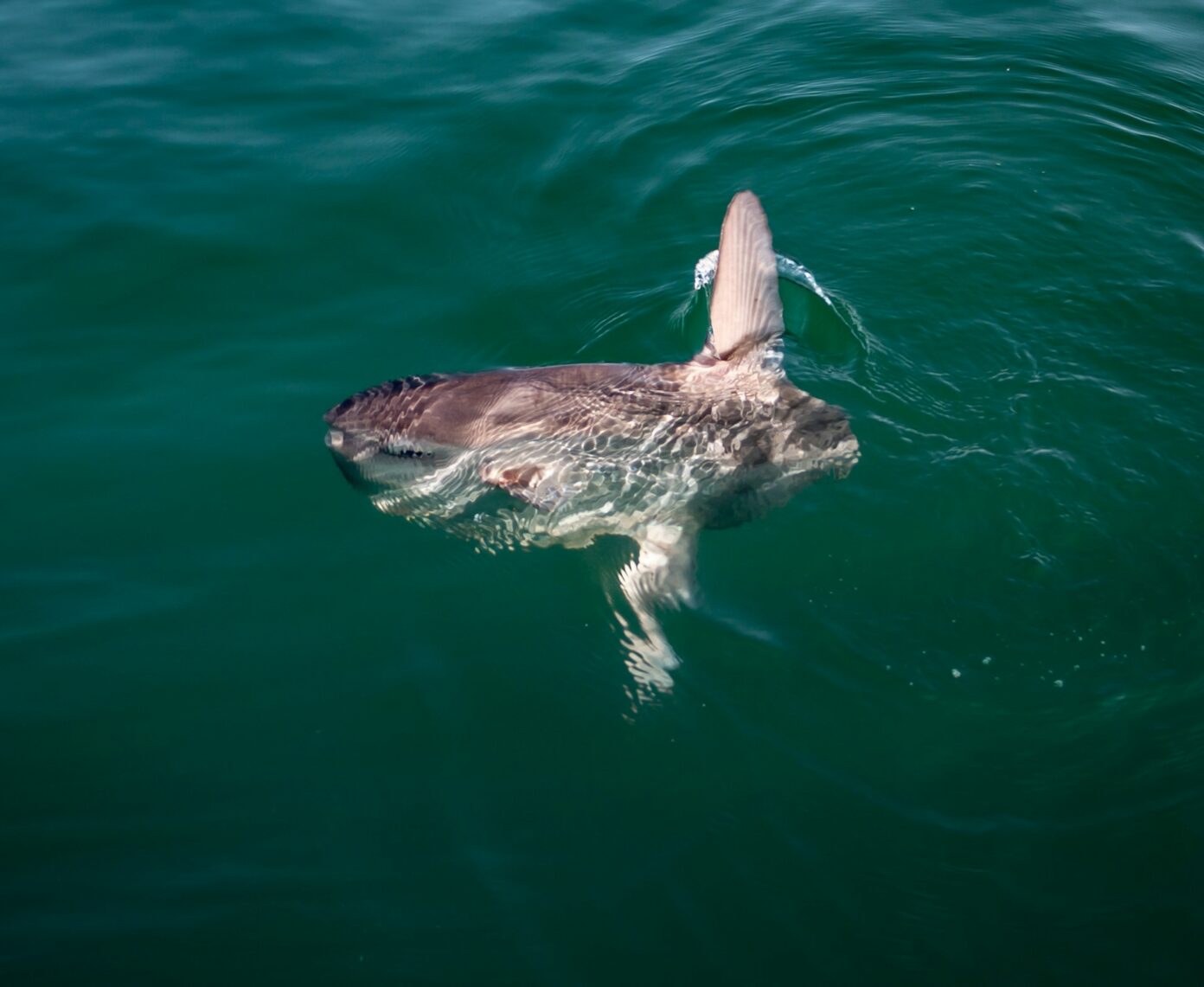 Rare Foot Sunfish Washes Ashore On Oregon S Coast