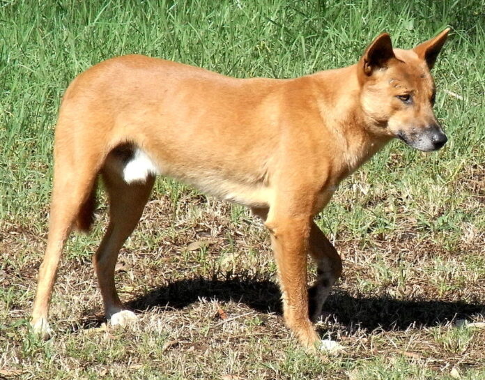 Man Fined for Killing Dingo with Speargun on K'gari