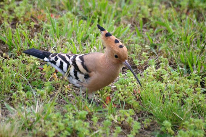 Rare Hoopoe Bird Spotted in Swansea Bay, Draws Enthusiasts