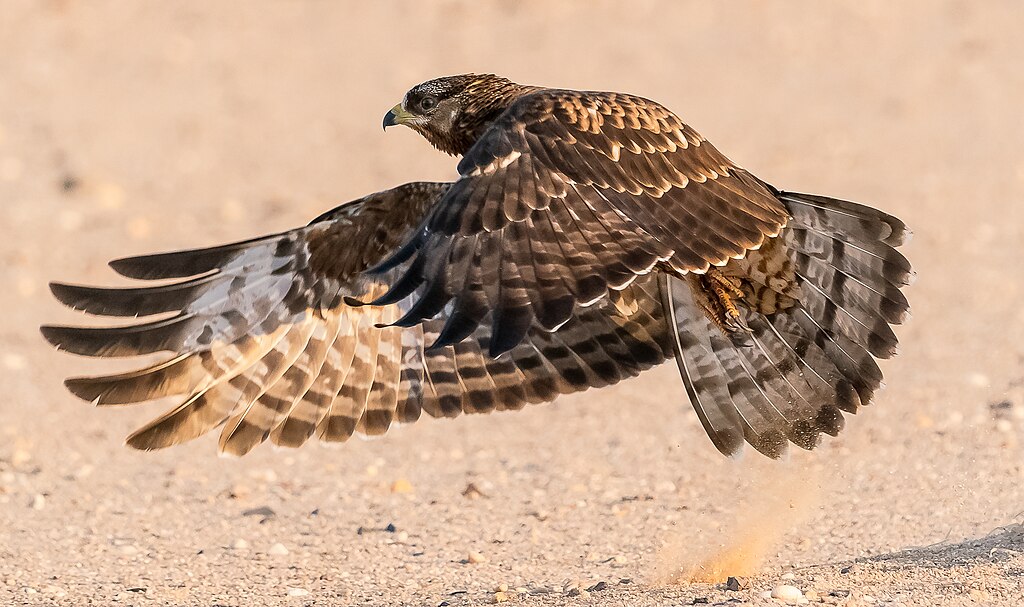 Welsh Photographer Fined for Disturbing Rare Honey Buzzard Nest