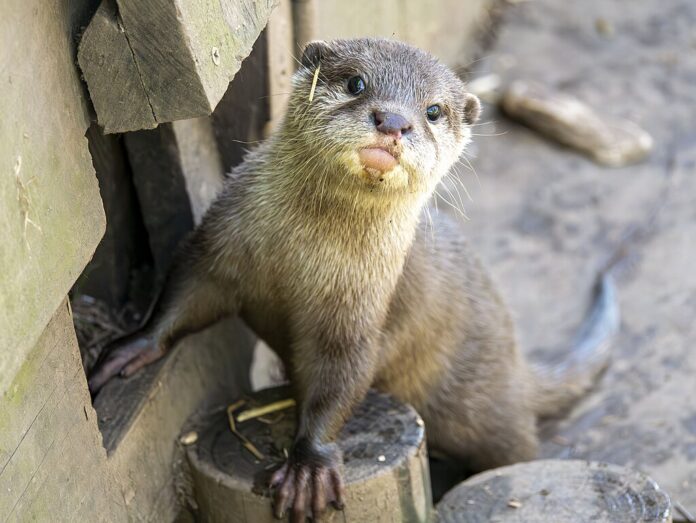 Shetland Man’s Heartwarming Bond with Otter