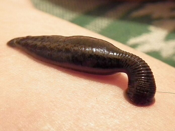 Scottish Park Sees Rare Medicinal Leeches Hatch