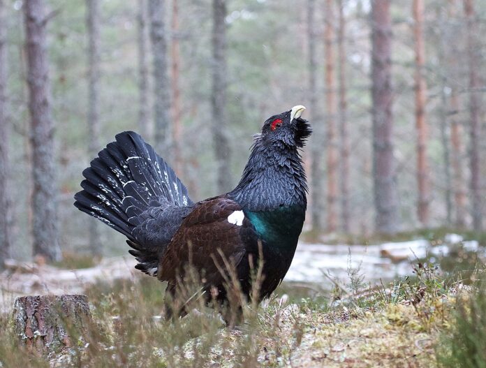 Emergency Plan to Save Capercaillie Population in Cairngorms