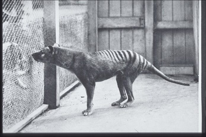 Putrid' Museum Discovery May Help Resurrect Tasmanian Tiger