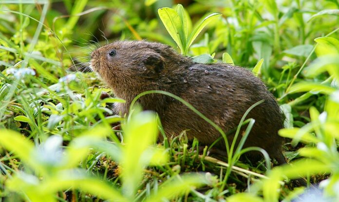 Water Voles Return to West of England After 20 Years