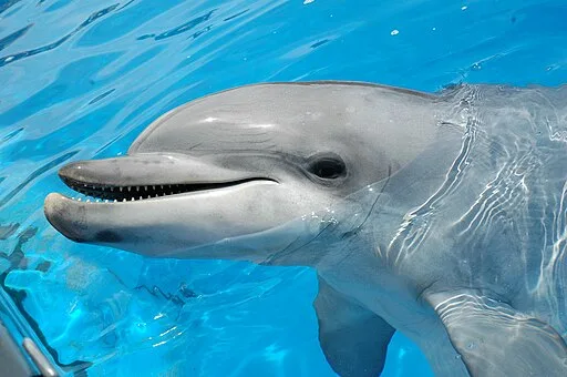 DOLPHIN