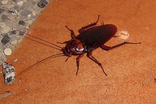 Cockroach