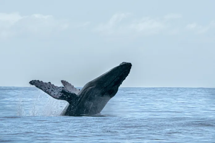 Successful Interaction with Humpback Whale