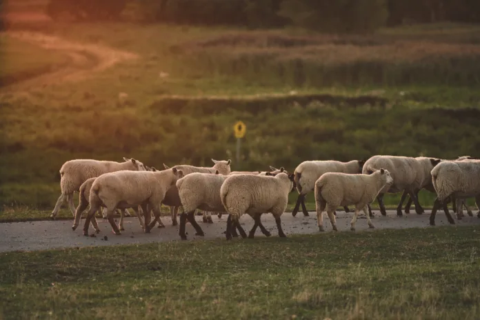 14 Sheep Killed