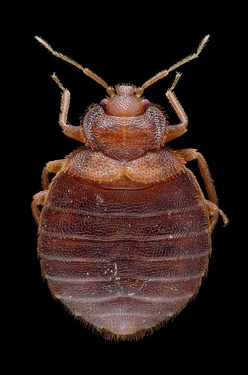 Experts Urge Crucial Bed Bug Inspection