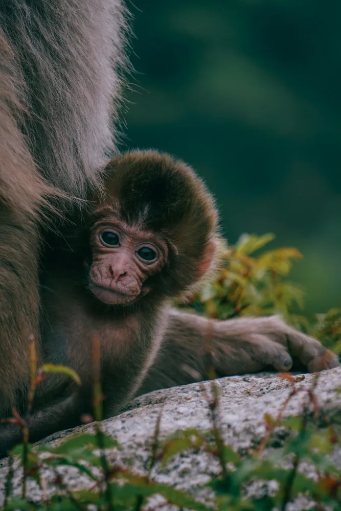 Monkey on the Loose: Highland Wildlife Park Launches Major Hunt for Escaped Japanese Macaque