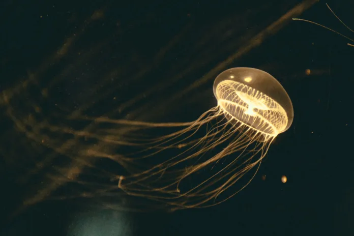 JellyFish