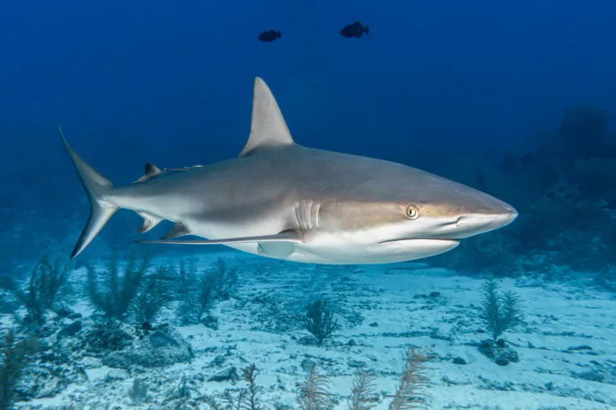 Surfer Lost in Tragic Shark Attack