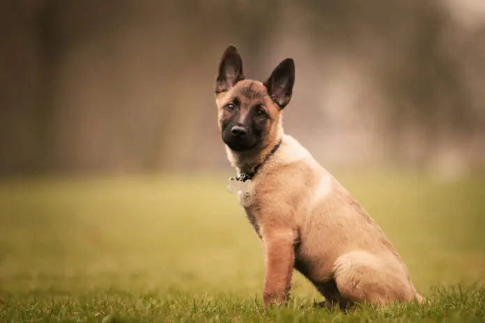 German shepherd