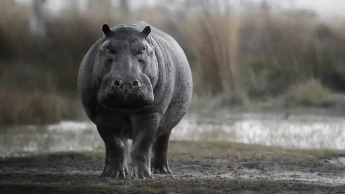 Hippo Escapes zoo