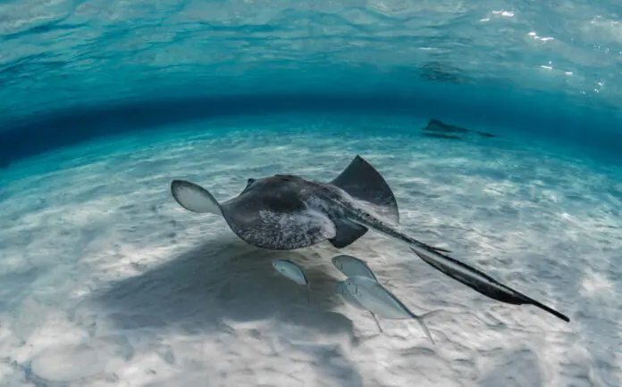 stingray fish