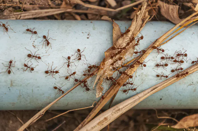 Insect Invasion