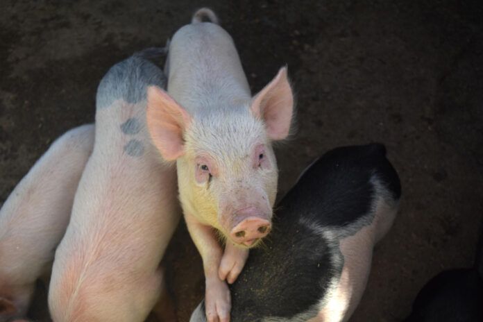 Pig kidney transplant human