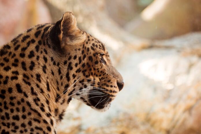 Maharashtra Leopard Encounter