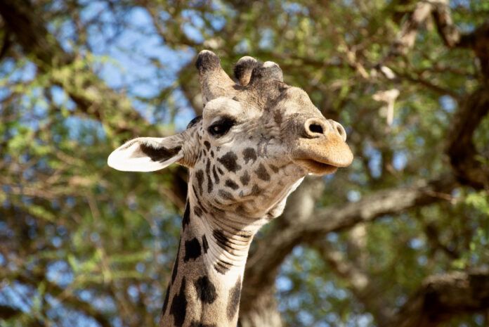 Zoo Miami Baby Giraffe Death