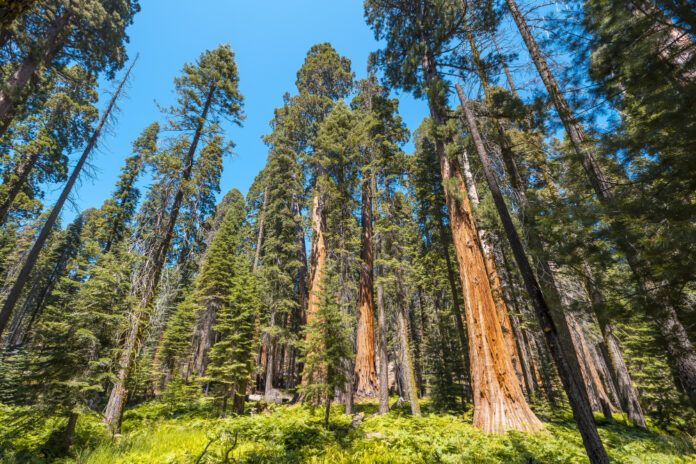 UK Giant Redwoods