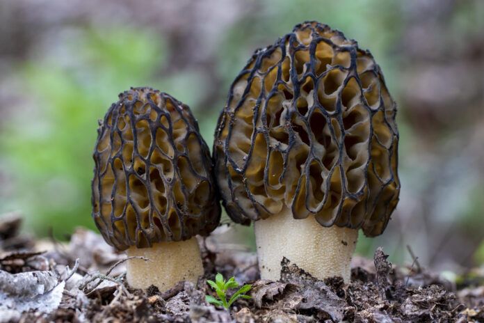 Morel mushroom outbreak