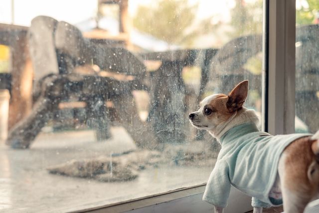 Chihuahua dog and Dan the postman's Friendship