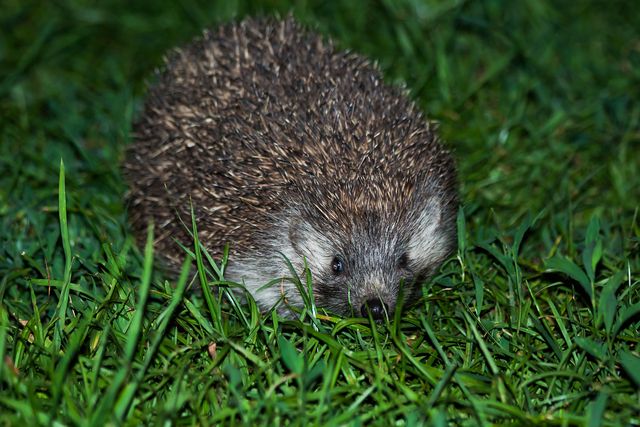 Hat Bobble Mistaken for Baby Hedgehog in Rescue Mix-Up