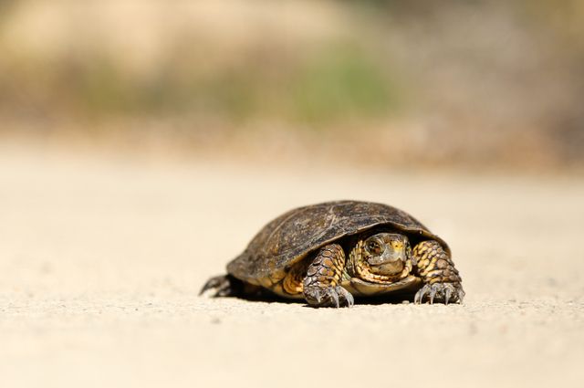 Loggerhead Sea Turtle 