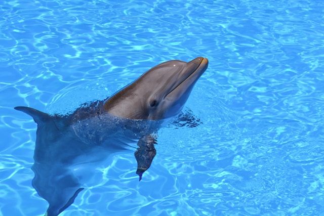 Ancient Amazon Dolphin