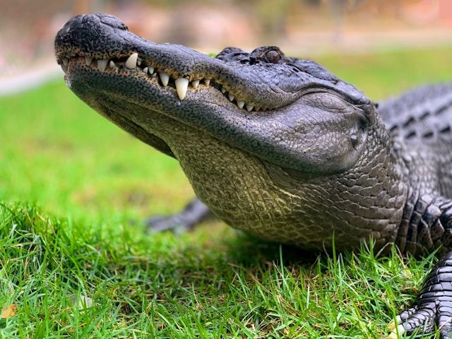 New York Man's Pet Alligator