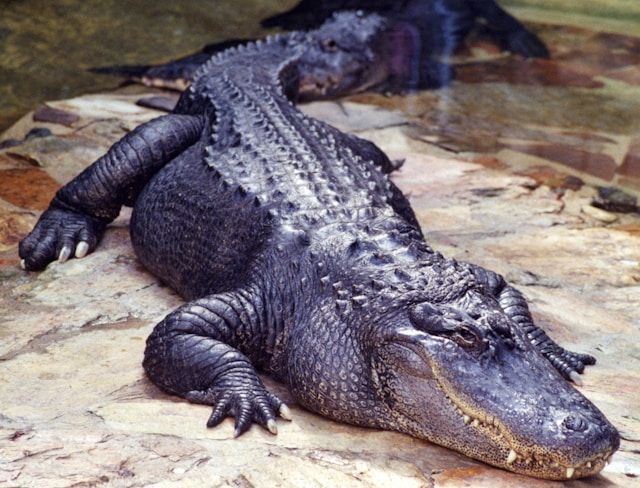 11 foot alligator