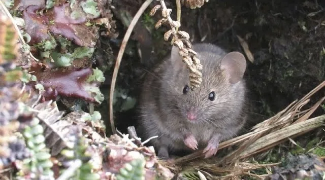 Marion Island Mice Extermination