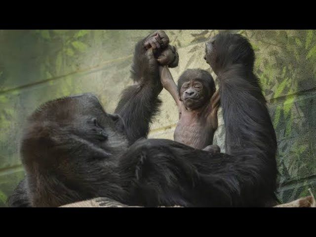 baby gorilla London Zoo