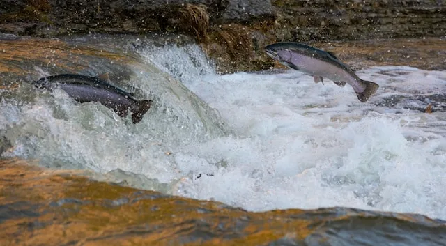 Pharmaceutical Pollution Disrupts Salmon Migration, Study Finds
