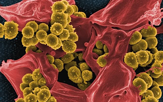 Urgent Mercaptopurine Tablet Recall Over Deadly Fungal