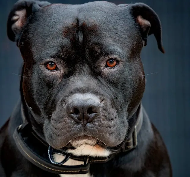 Cardiff Woman Mauled by Staffy as Owner Faces Court