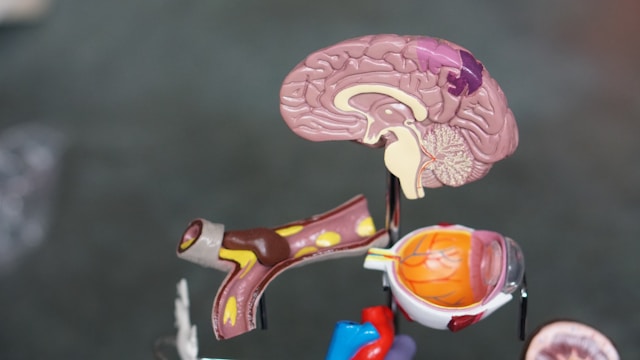 NHS Rejects Alzheimer’s Drugs Donanemab and Lecanemab