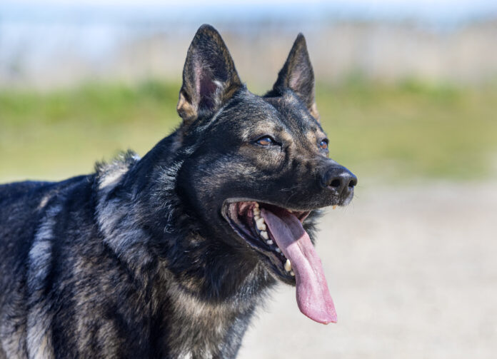 Three German Shepherds Seized After Shocking Hartlepool Dog