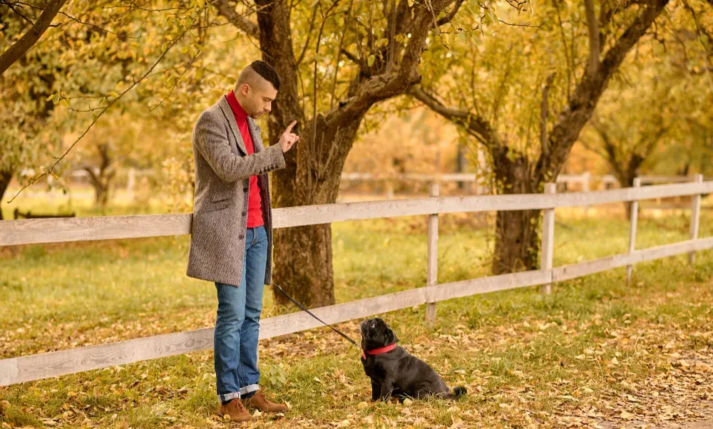 Positive dog training plan in the UK:  7‑day reset 