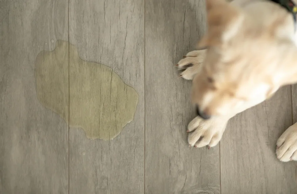 Signs Your Dog Needs to Be Neutered: Key Behavioural Clues