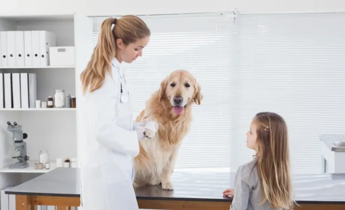 signs your dog needs to be neutered signs your dog needs to be neutered