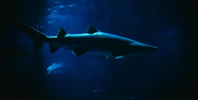 Shark  Inside Water Glowing Shark and Tiny Crab Found in Australian Waters