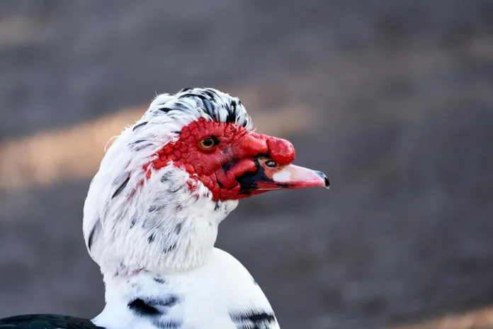 UK Bird Flu Outbreak Confirmed as Protection Zones Declared