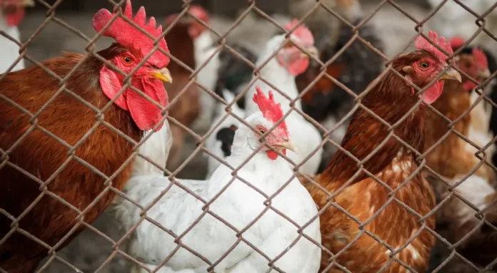UK Bird Flu Outbreak Triggers Pandemic Warning