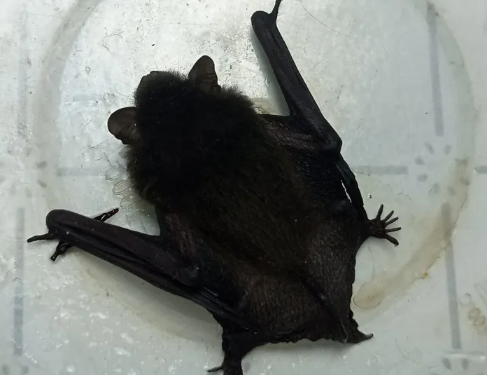 New Bat Coronavirus Raises Fears of Future Pandemic