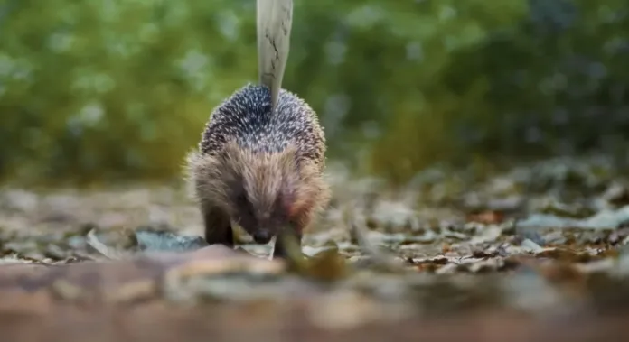 King Charles Honors David Attenborough With Animal Tribute