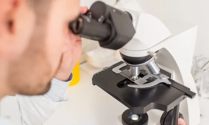 Scientist examining miniature human organs under a microscope
