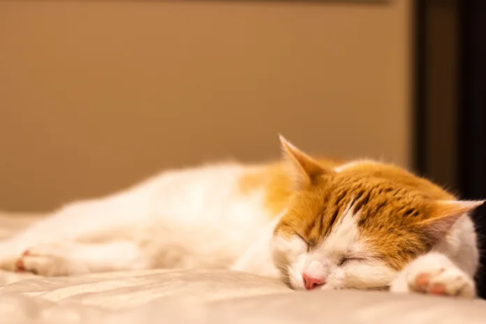 a golden and white cat sleep while it purrs