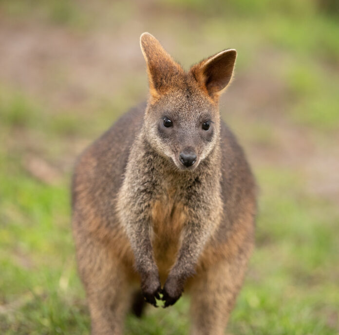 Wallaby Spotted in Nottinghamshire Village Sparks Interest